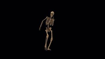 esqueleto engraçado dança video