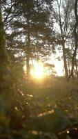 vaag ochtend- licht schijnt door bomen en groen landelijk landschap video