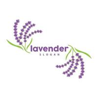 lavanda logo, sencillo elegante púrpura flor planta vector, saludo tarjeta diseño, bandera, flor ornamento, lavanda mano dibujado boda, icono símbolo ilustración vector