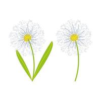 Dandelion flower, Dandelion flower set illustration vector