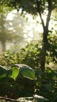 Hazy morning light shines through trees and green rural landscape video