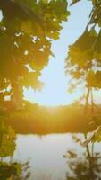 vaag ochtend- licht schijnt naar beneden Aan water in groen landelijk landschap video