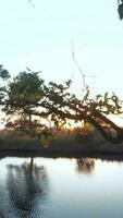 vaag ochtend- licht schijnt door bomen en groen landelijk landschap video