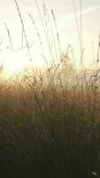 dimmig morgon- ljus lyser genom träd och grön lantlig landskap video