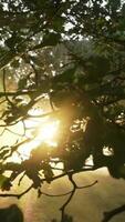Sol ljus lyser genom träd i naturskön landskap video