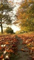 Scenic view of natural area as sun shines video