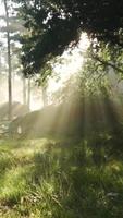 Sol ljus lyser genom träd i naturskön landskap video