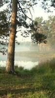 Scenic view of natural area as sun shines video