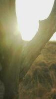 zon licht schijnt door bomen in toneel- landschap video