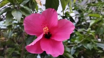rosa hibiskus i de trädgård. stänga upp hibiskus blomma. skönhet hibiskus video