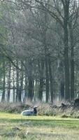 forêt vue avec mouton sur herbe video