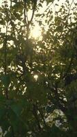 zon licht schijnt door bomen in toneel- landschap video
