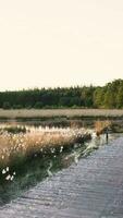 houten pad in Open veld- in daglicht video