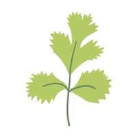 Green leaves of cilantro doodle flat illustration on white background. Vector graphics design