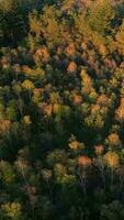 Aerial view sunlit trees in scenic landscape video