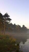 vaag ochtend- licht schijnt naar beneden Aan water in groen landelijk landschap video