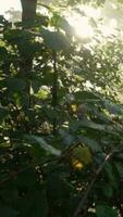 vaag ochtend- licht schijnt door bomen en groen landelijk landschap video