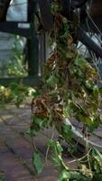 Abandoned building in overgrown rural area video