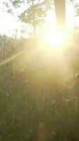Soleil lumière brille par des arbres dans scénique paysage video