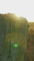 brumeux Matin lumière brille par des arbres et vert rural paysage video