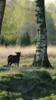 Forest view with sheep on grass video