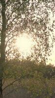 Sonne Licht scheint durch Bäume im szenisch Landschaft video
