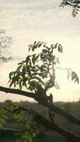 Sol luz brilha através árvores dentro cênico panorama video