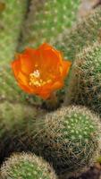 vidéo de laps de temps vertical en fleurs de fleur de cactus. video