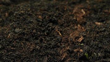 cultivo de semillas de material de archivo de lapso de tiempo 4k de suelo. video