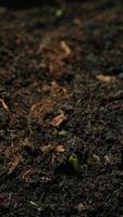 Growing seeds rising from soil vertical time lapse video. video