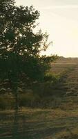 Scenic view of natural area as sun shines video