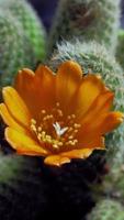 cactus fiore fioritura verticale tempo periodo video. video
