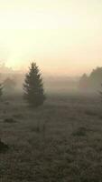 antenn se av dimmig morgon- ljus över grön lantlig landskap video