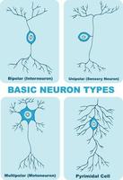 illustration of basic neuron types vector