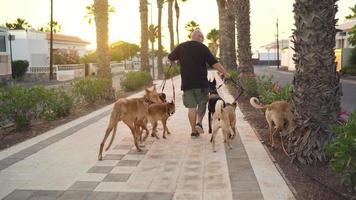 teneriffa, kanariefågel öar, Spanien - juni 04, 2019 - en man promenader sex hundar längs en handflatan gränd på solnedgång video