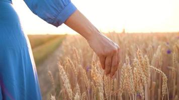 femmina mano toccante Grano su il campo nel un' tramonto leggero video