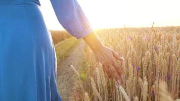 femmina mano toccante Grano su il campo nel un' tramonto leggero video