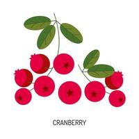 Juicy cranberry berry isolated on a white background. Vector illustration of berries for design