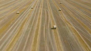 Antenne Aussicht von Heuernte verarbeitet in runden Ballen. rot Traktor funktioniert im das Feld video