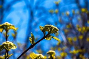 Viburnum lantana flower buds in early spring. Last year's fruits on the branches. Life conquers death. photo