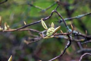 Viburnum lantana flower buds in early spring. Last year's fruits on the branches. Life conquers death. photo