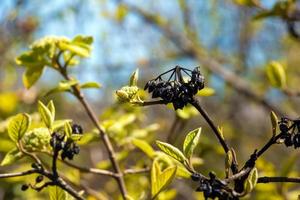 viburnum lantana flor brotes en temprano primavera. último años frutas en el sucursales. vida conquista muerte. foto