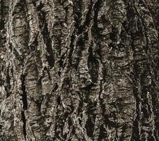 Illustration of a close-up of cork tree bark. Cork tree or Phellodendron sachalinense in Latin photo