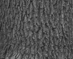 Acer tataricum L bark illustration. Tartar maple texture or background photo