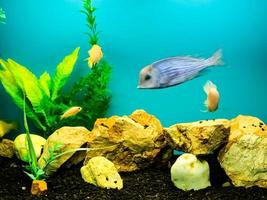 Multi-colored bright fish swim in the aquarium. Aquarium with small pets. photo