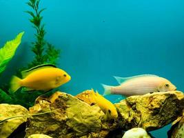 Multi-colored bright fish swim in the aquarium. Aquarium with small pets. photo