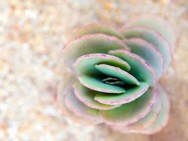 kalanchoe Fedtschenkoi the succulent plant growing on the gravel photo