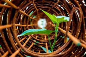 Leaf of morning glory insert in roll of rusty steel wire mesh photo