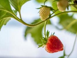 Fresh strawberry have not been collected from a strawberry plant photo