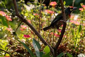 The Coppersmith barbet bird in the garden photo